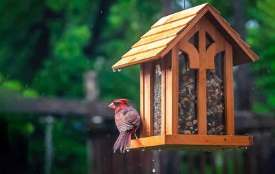 How do birds find out new bird feeder