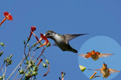Beyond the Nectar: 3 Secrets You've Never Heard About Feeding Hummingbirds