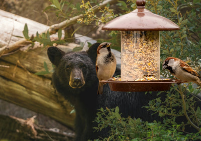 Intermittent Bird Feeding in Bear Country: Can Birds Still Find Your Feeders?