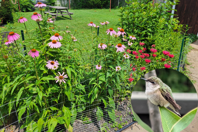 Sun or Shade? Top Plants to Attract Hummingbirds to Your Garden