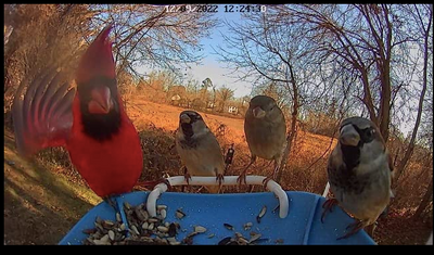 Get Up Close and Personal with Backyard Birds: The Best Bird Feeder Camera and Setup