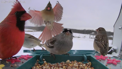 My Favorite Winter Ritual? Filling the Bird Feeder