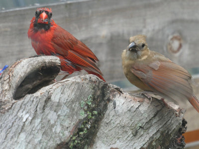 Beginner’s Guide to Backyard Bird Feeding: Simple Steps to Get Started