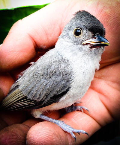 How to avoid spreading disease of backyard birds