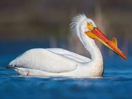 TOP 10 the largest flying birds in the world