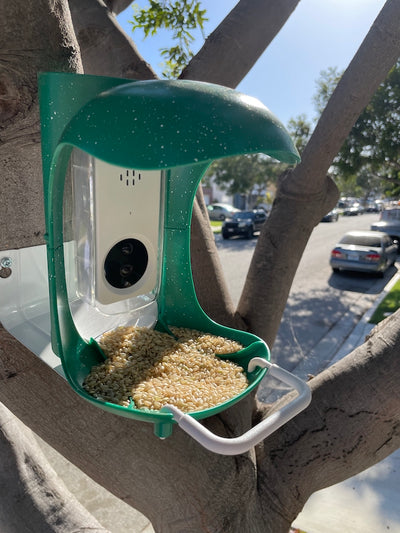 Top 6 things need to do after having smart bird feeder