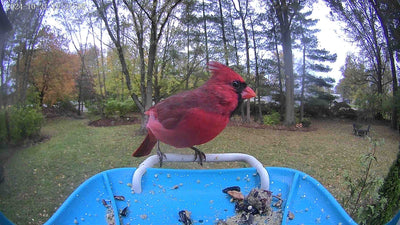 Winter Bird Feeding Tips: How to Attract Cardinals to your feeder