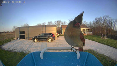 Smart Bird Feeder Does Not Connect to 5G WiFi: Troubleshooting Guide