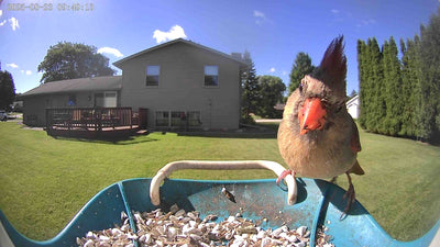 No Birds Visiting Your Feeder? 7 Proven Tips to Attract Backyard Birds