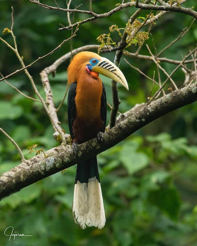 4 easy way to identify birds