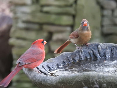 The Role of Cardinals in Backyard Ecosystems: Why Your Bird Feeder is Essential