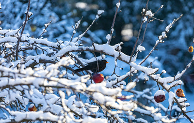 Why Winter Bird Feeding Matters (and How to Do it Right!