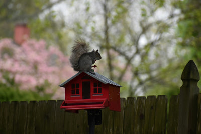 How to Keep Squirrels Away from Your Bird Feeder: Tips That Actually Work!