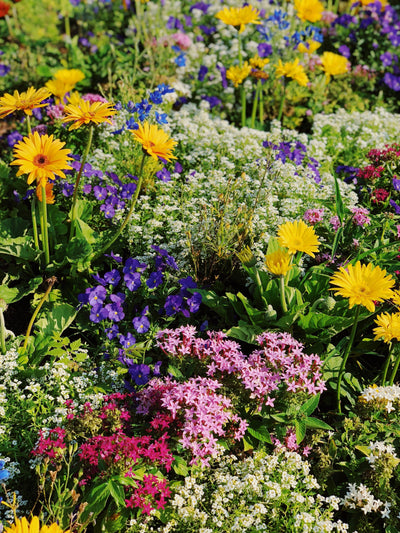 Attract Pollinators like Bees,Birds & Butterflies to your Yard