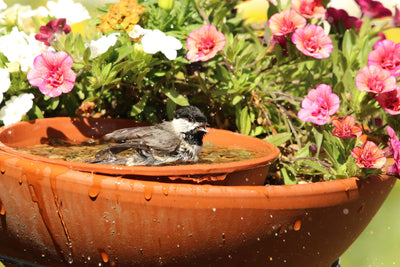 Bird Bath & Feeder: How Close is Too Close? A Guide to a Backyard Setup