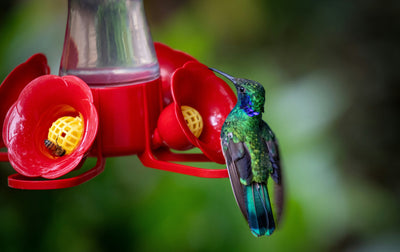 How to Keep Bees Away from Hummingbird Feeders