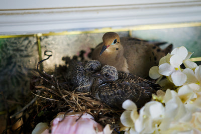 Mourning Dove Feeding Its Chick: A Backyard Birdwatcher’s Guide