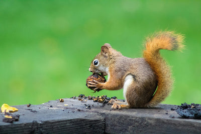8 Natural & Easy Ways to Keep Squirrels Away from Your Bird Feeder