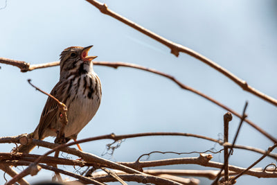 Why Do Birds Visit Feeders Less in Late Summer?