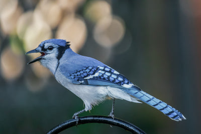 Why Do Blue Jays Scream Like Hawks Every Morning?