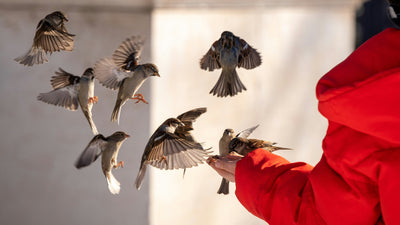 My Kitchen Guide: What I'm Feeding My Backyard Birds This Winter