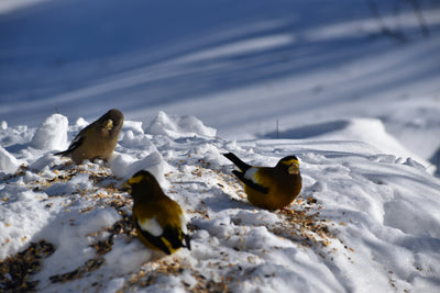 How to Deal With Mess Underneath Bird Feeder