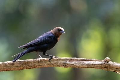 Are Cowbirds Really Villains? Rethinking Brood Parasitism in Your Backyard
