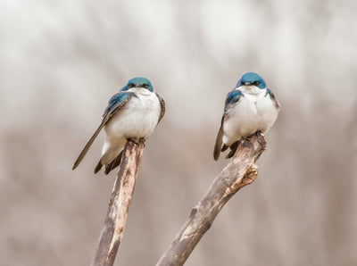 How Long Do Birds Sleep?