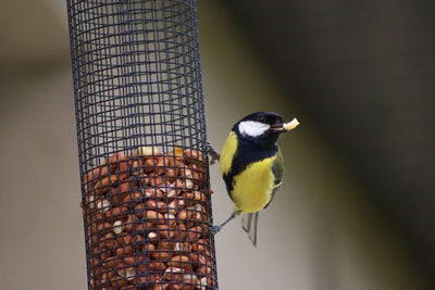 Is it bad to feed backyard birds?
