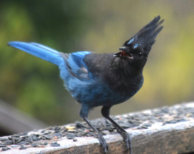 Is It Good to Have Birds Around Your Garden?