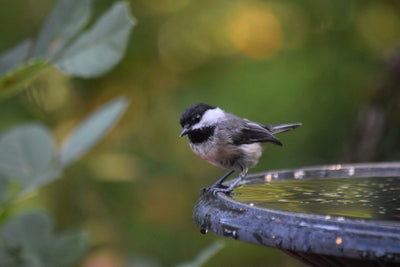 Why Don’t Birds Use My Bird Bath? 8 Proven Tips to Attract Them