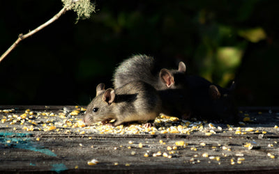 Backyard Feeding Birds  Without Attracting Rats: 8 Proven Strategies