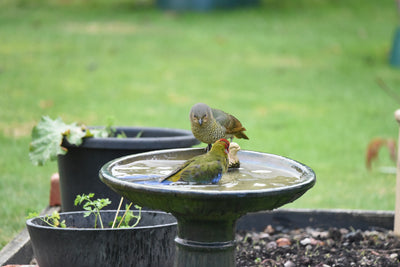 How to Keep Your Bird Bath Safe, Clean, and Mosquito-Free