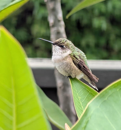 Do Hummingbirds Migrate? From Your Feeder to the Tropics: The Hummingbird's Epic Flight