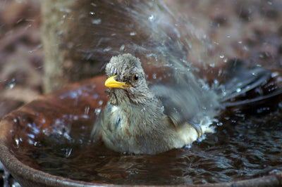 Backyard Bird Watching: Why a Bird Bath is the Best Magnet for Birds