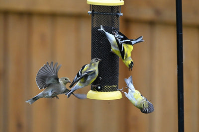 Bird Feeders & Birdhouses: Why Location, Location, Location is Everything