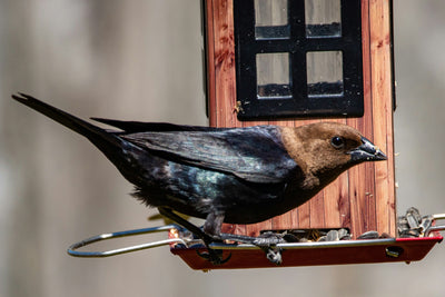 Are Cowbirds Bad for Bird Feeders? How to Manage Flocks in Your Yard