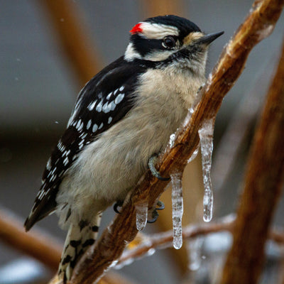 Your Backyard Birds Are Counting on You This Winter