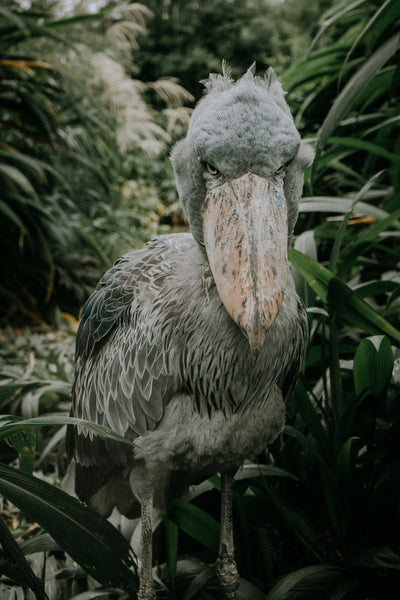 Ugly Birds with Big Beaks That You’ll Never Forget