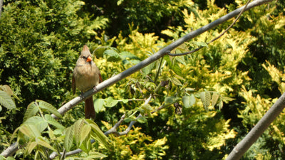 Discover Common Backyard Birds and How a Smart Camera Bird Feeder Brings Them Closer