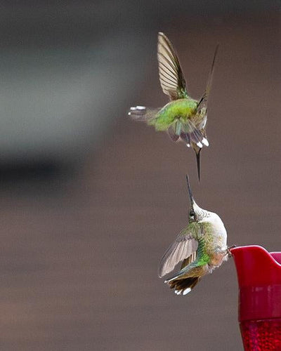 Hummingbird Feeder Competition: Why Ruby-Throated Hummingbirds Are So Territorial