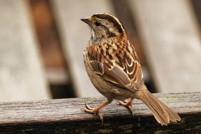 Birds as Spirit Guides: 7 Common Birds and What They Symbolize