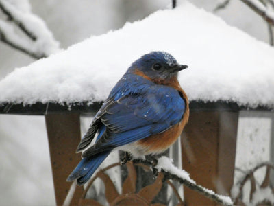 Bluebirds Are Picky: Here’s How to Finally Get Them to Move In