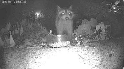 What’s Eating My Birdseed at Night? (And How to Keep It for the Birds!)
