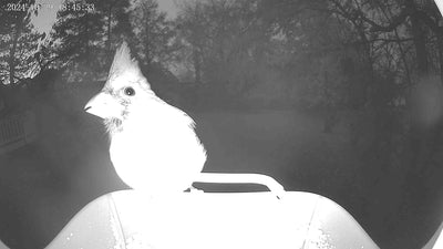 Cardinal Feeding at Dusk: When Are Cardinals Most Active Around Your Feeders?