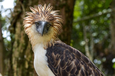 10 of the ugliest birds in the world