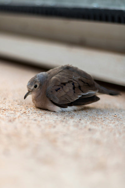Why Birds Lie Flat on Their Belly: Anting, Sunbathing