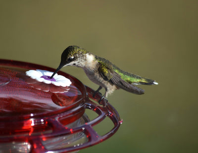 8 Easy Tips to Keep Ants Out of Your Hummingbird Feeders
