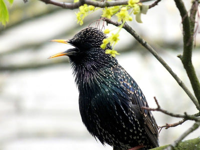 Down Chorus: Why birds sing so early in the morning