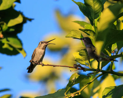 The Ultimate Hummingbird Feeder Guide: From Nectar Hacks to Banana Secrets